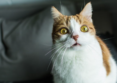 사람을 보는 고양이.