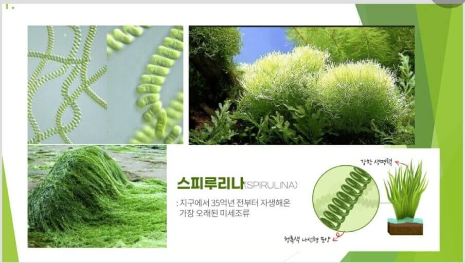 해조류인 스피루리나 모습