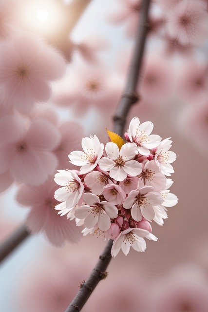 보령 주산 벚꽃 축제