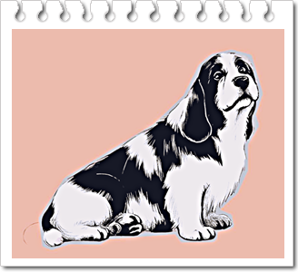 안녕soni.프티 바세 그리퐁 방데앙