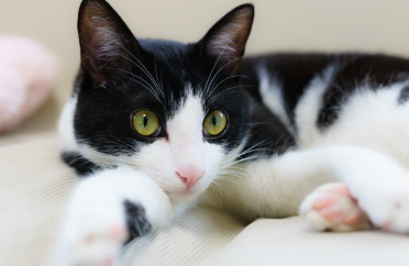 안고 있는 고양이.