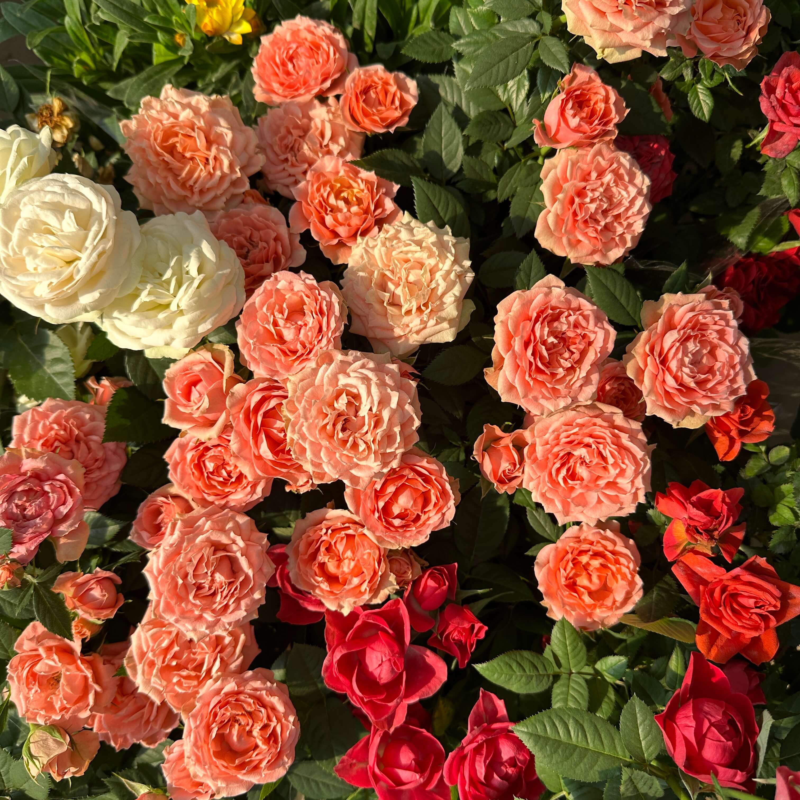 장미꽃 묘목 모종 키우는 방법