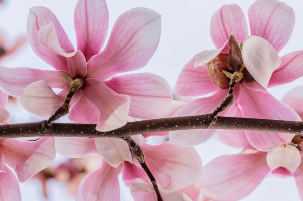 봄을 느끼게 하는 꽃사진