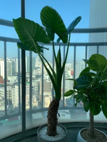 알로카시아 키우기 물주기 햇빛온도 관리 잎 크게 키우는 법_9