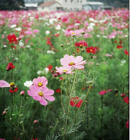 행사내용 하동 북천 코스모스 메밀꽃축제