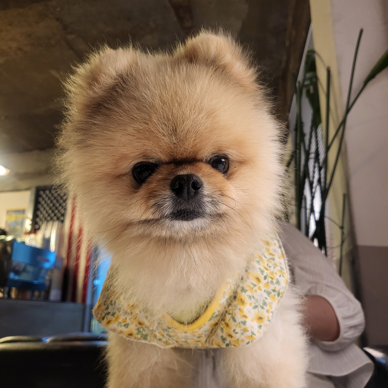 강아지가 카메라를 뚫어져라 쳐다보고 있다.