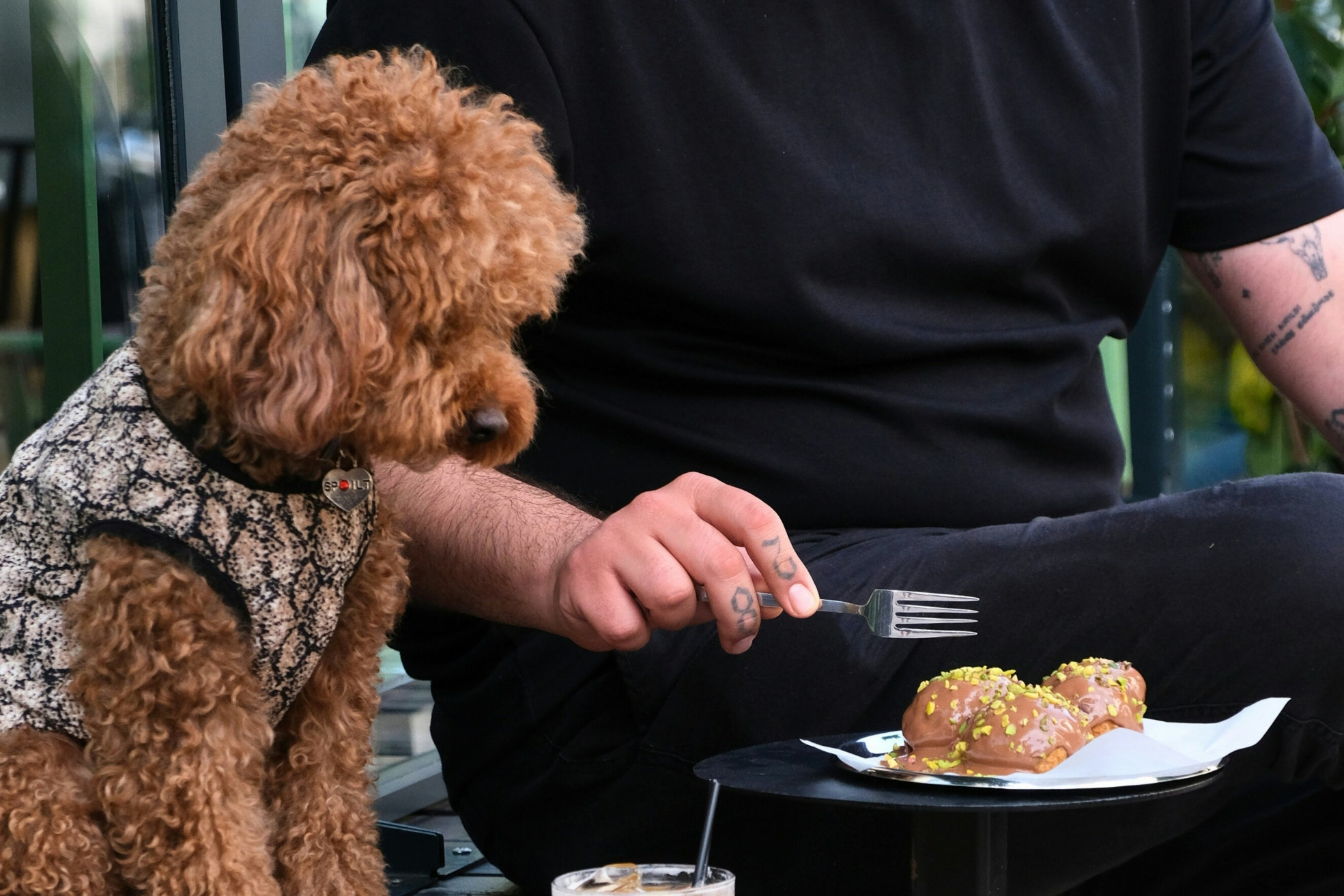 푸른 잔디밭에서 뛰어노는 강아지, 카페 테라스의 반려견