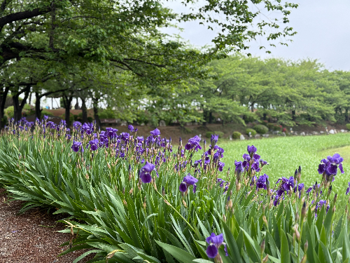 시흥 갯골생태공원 해질녁 콘서트