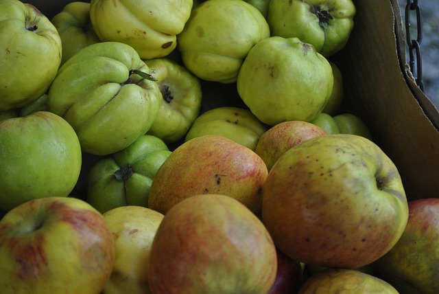 차요테 재배 방법 및 심는 시기 (+ 효능 요리 모종)
