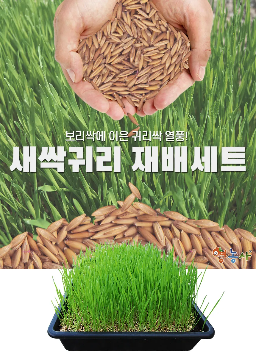 귀리 재배 봄 파종 배수 관리 비료량 조절_6
