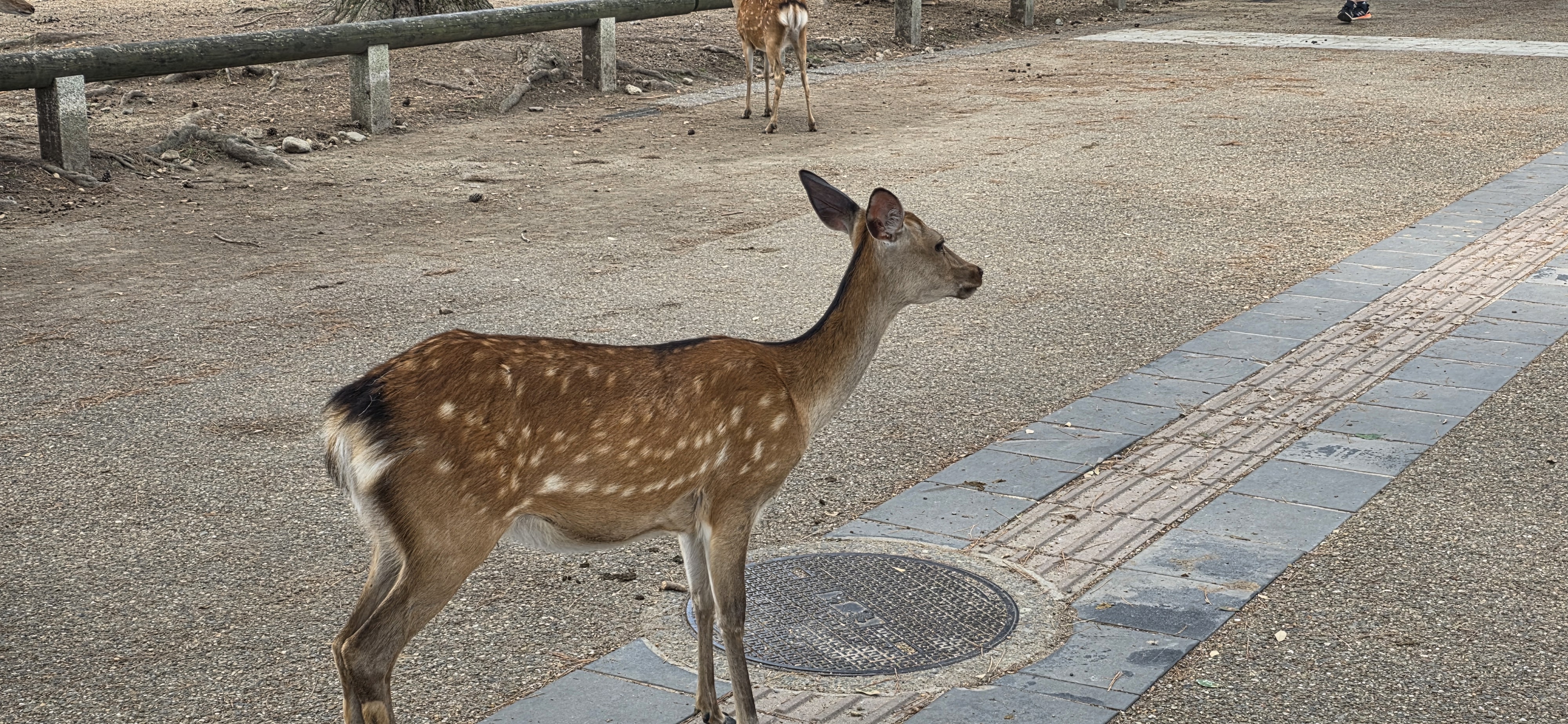 한여름 일본 사슴공원 나라를 가보다