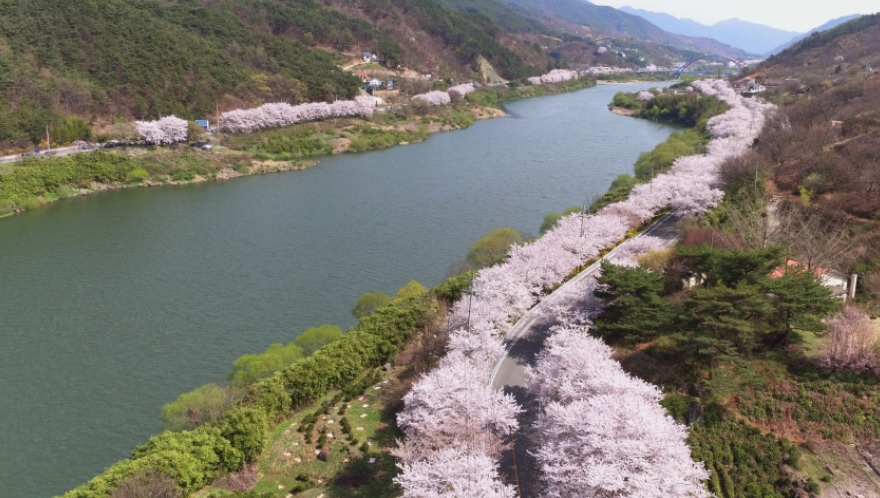 생생정보 미스터 Lee의 사진 한 컷, 대한민국 &ndash; 435번째 미션! 하동 섬진강 벚굴수산 주문하기