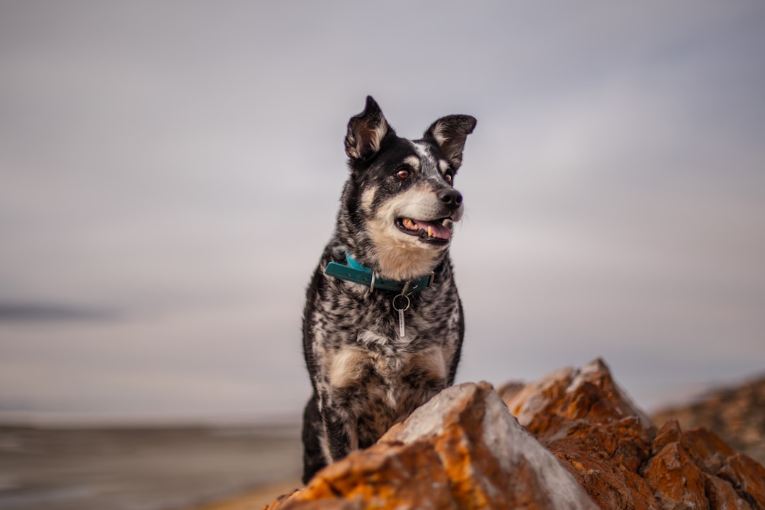 K9