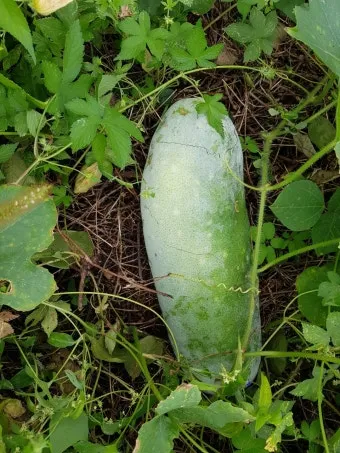 동아 재배 덩굴 손질 지주 설치 수분 관리_5