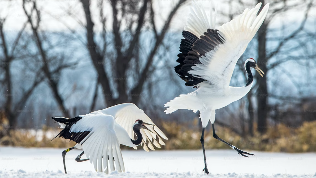 오사카 여행하기 좋은 시기