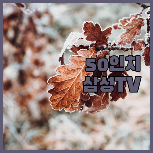 2024년형 삼성 50인치 TV 솔직..