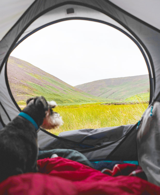캠핑하는 반려동물 관련 사진