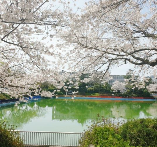 익산 벚꽃