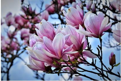 2025년 개화 시기 전망: 봄꽃의 향연을 미리 준비하세요