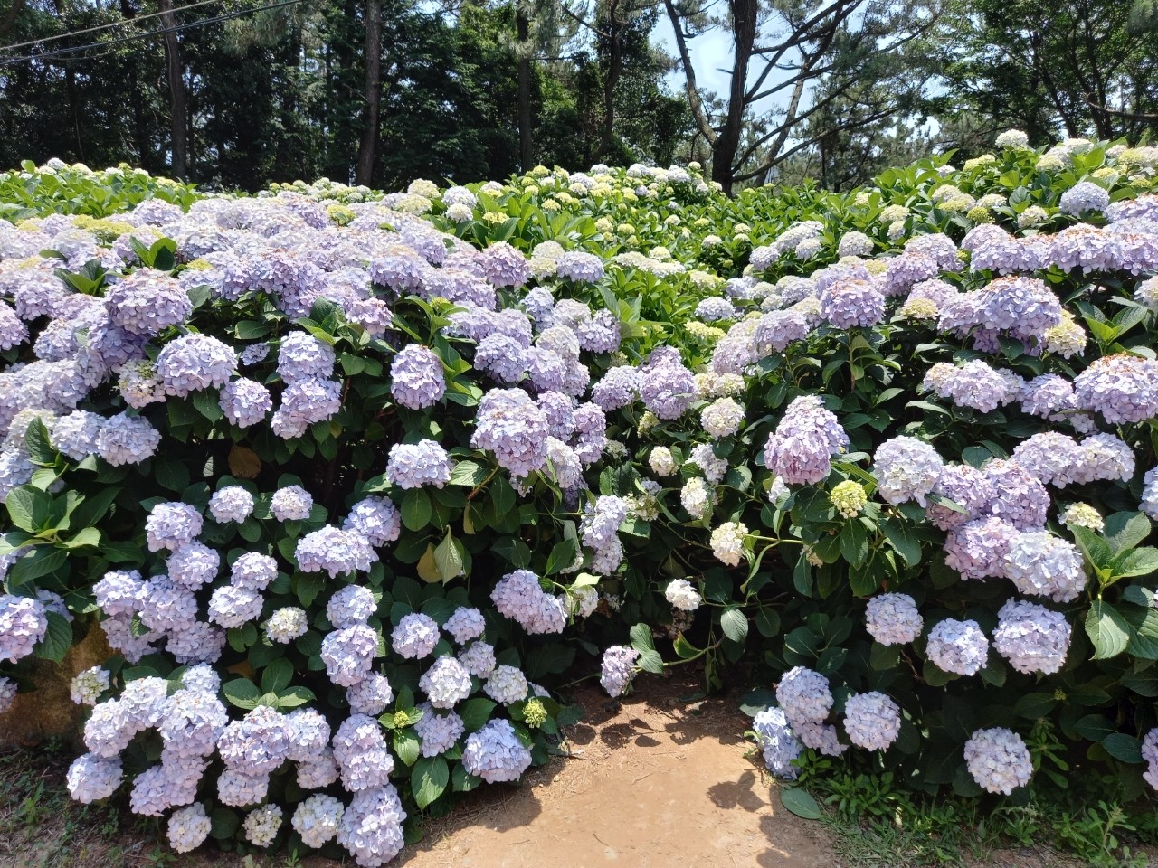 거제 썬트리팜1