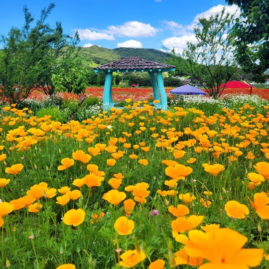 양귀비 파종시기