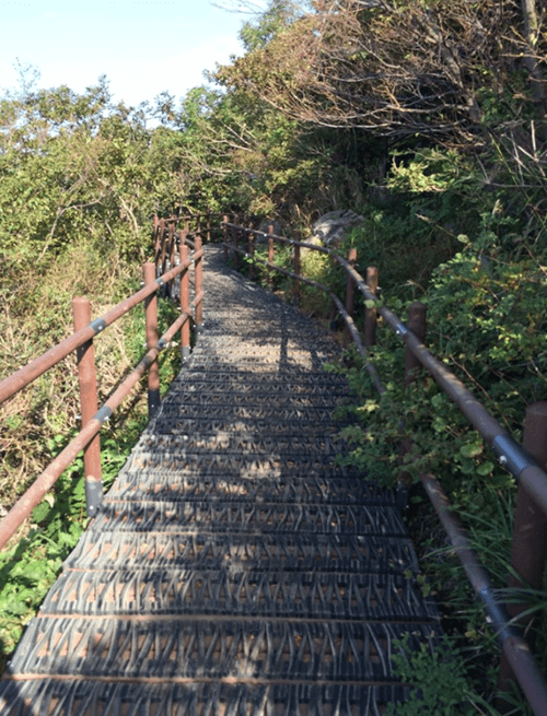 당산나무14