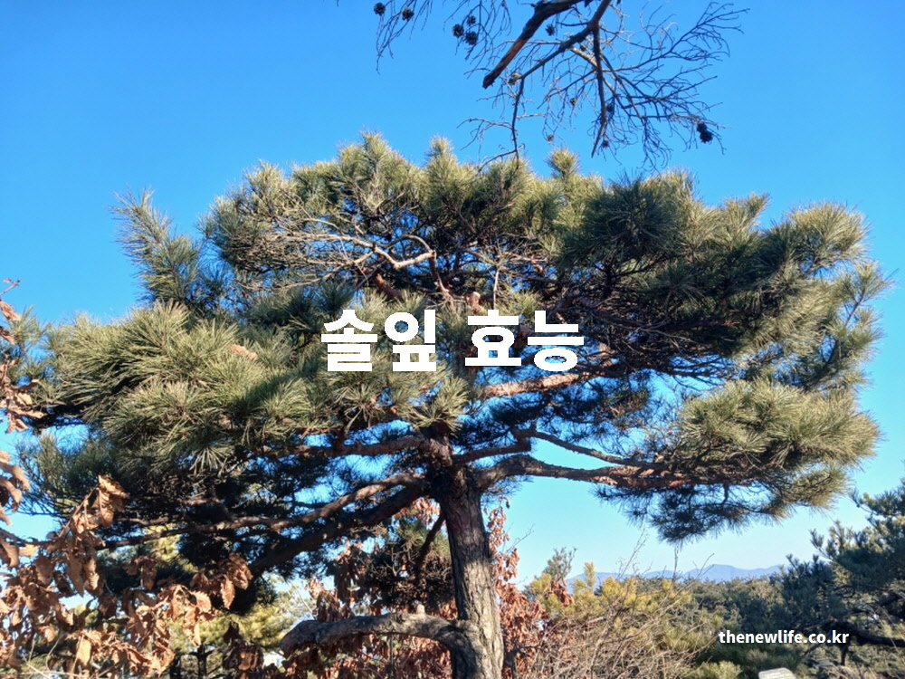 솔잎 효능 대표 실사진