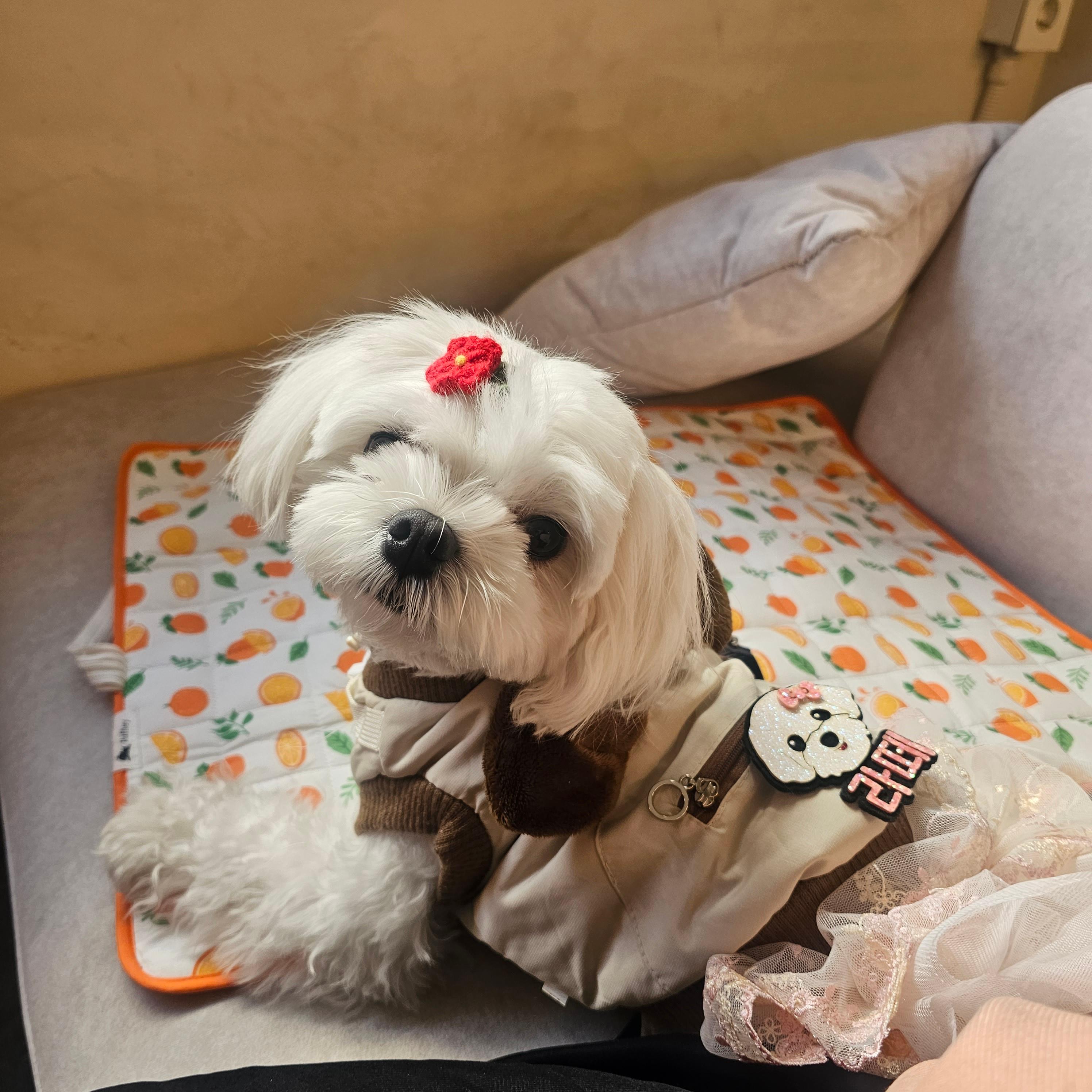 반려견 동반 가능 카페 &lsquo;모디피(modify)&rsquo;