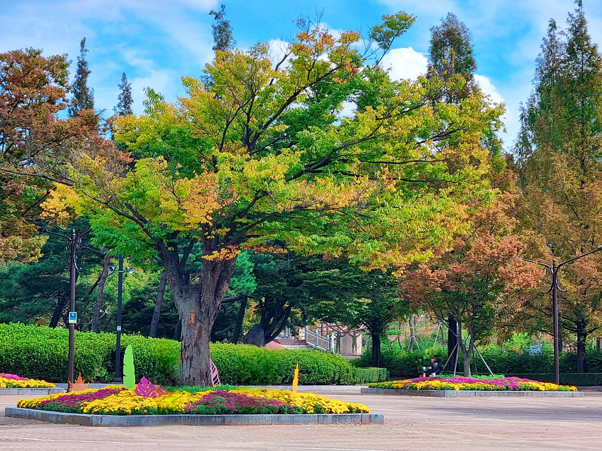 서울 근교 가을꽃 만발한, 경기도 고양시 강매석교공원 창릉천 코스모스축제