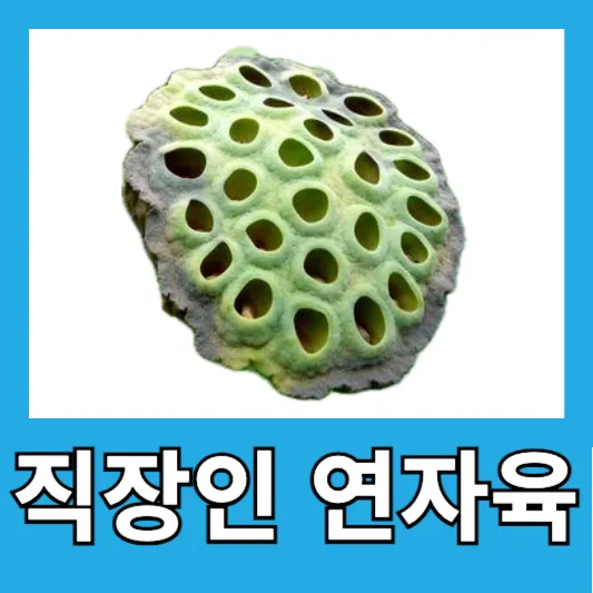 "직장인 슈퍼푸드 연자육"