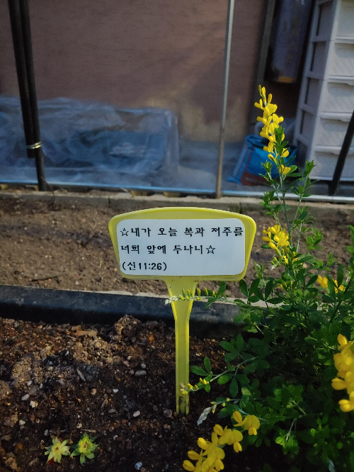 신천성당 근처 이쁜 골목길 꽃밭/ 양골 담초 (Scotch broom)와 성경 구절