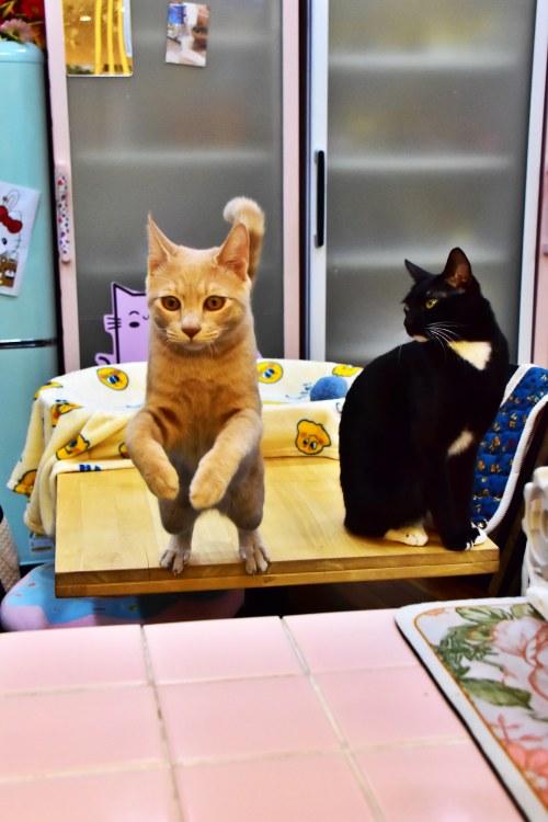 수영동 디저트 카페 스윗트롤 고양이 라떼