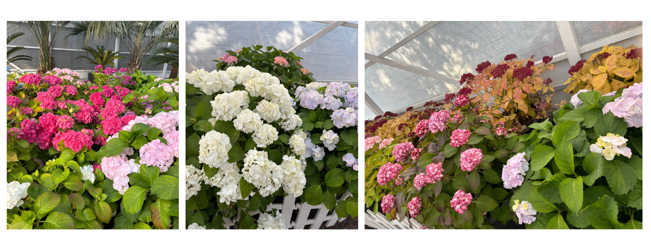 제주 휴애리 수국! 7월 여름 감성 여행 완벽 가이드