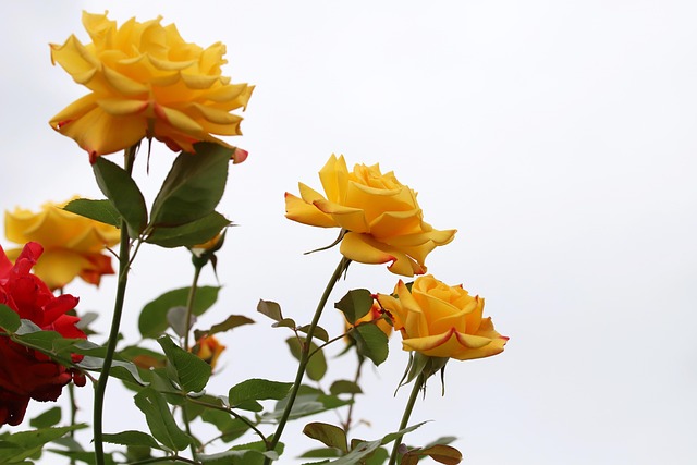 중랑 서울장미축제