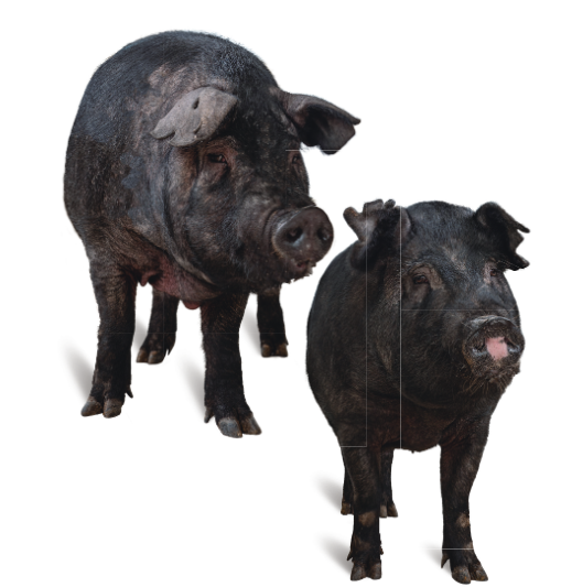 제주 최고 흑돼지 난축맛돈