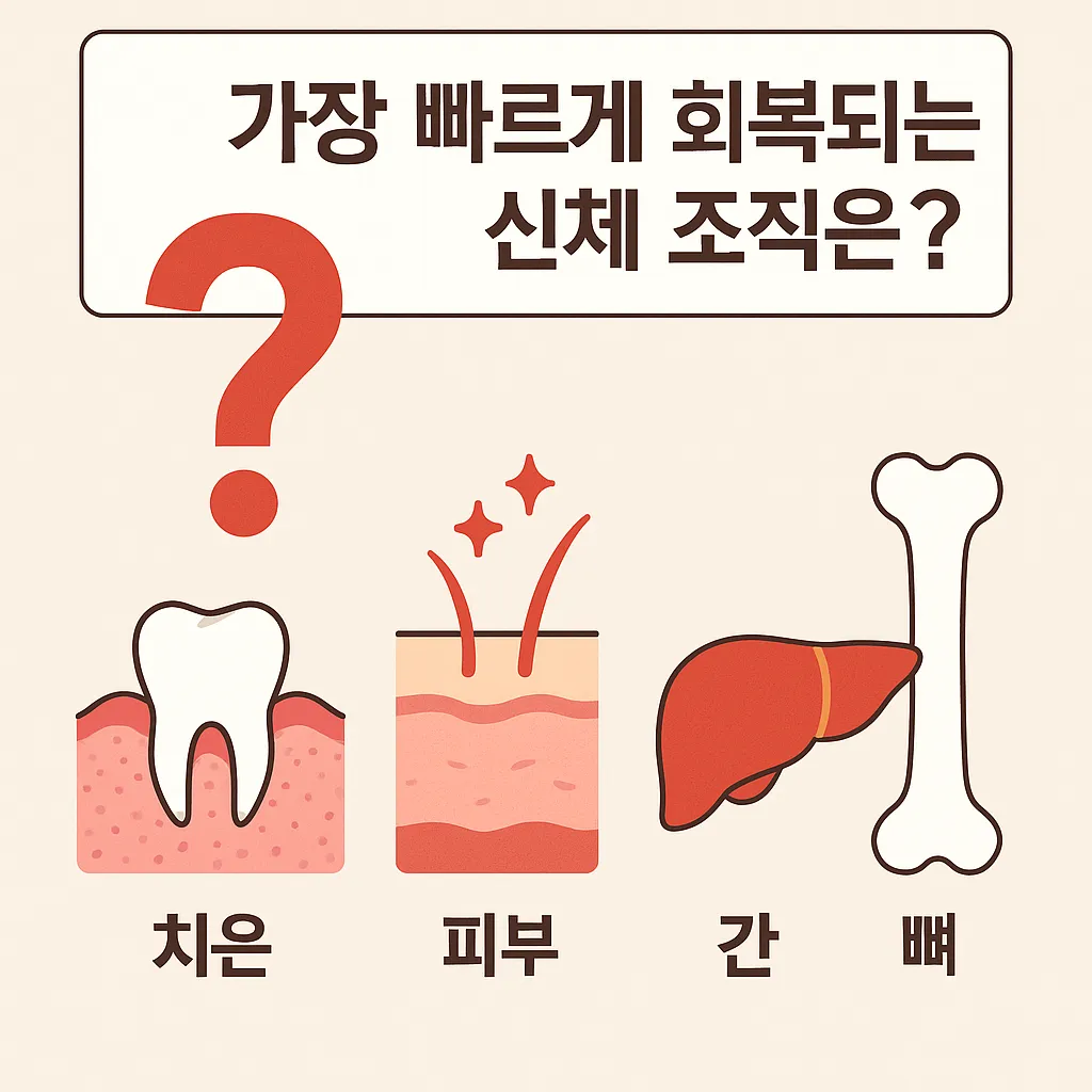 fastest_recovering_body_tissue