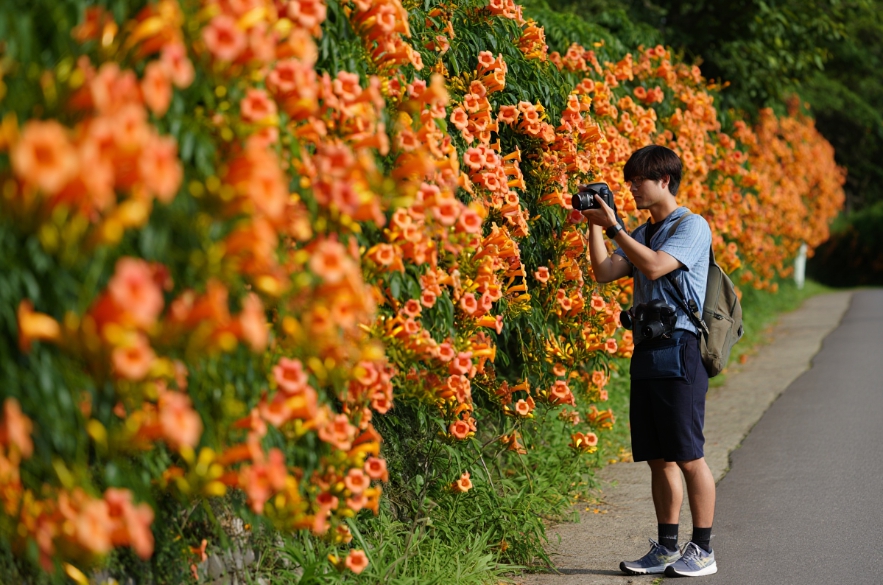 여름꽃 능소화축제 제주 비체올린 포토 명소 (개화시기, 꽃말, 일정 총정리)