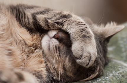 얼굴을 가리고 있는 고양이.