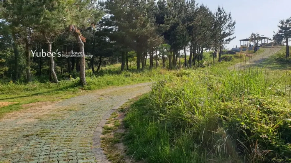 오름 정상으로 가는 길