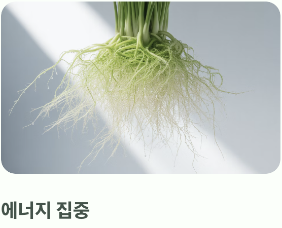 왜 '나무수국'은 꼭 잘라줘야 할까?