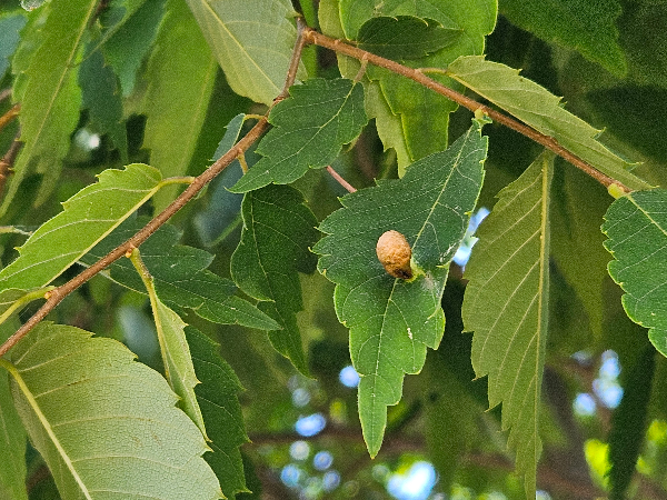 느티나무 외줄면충