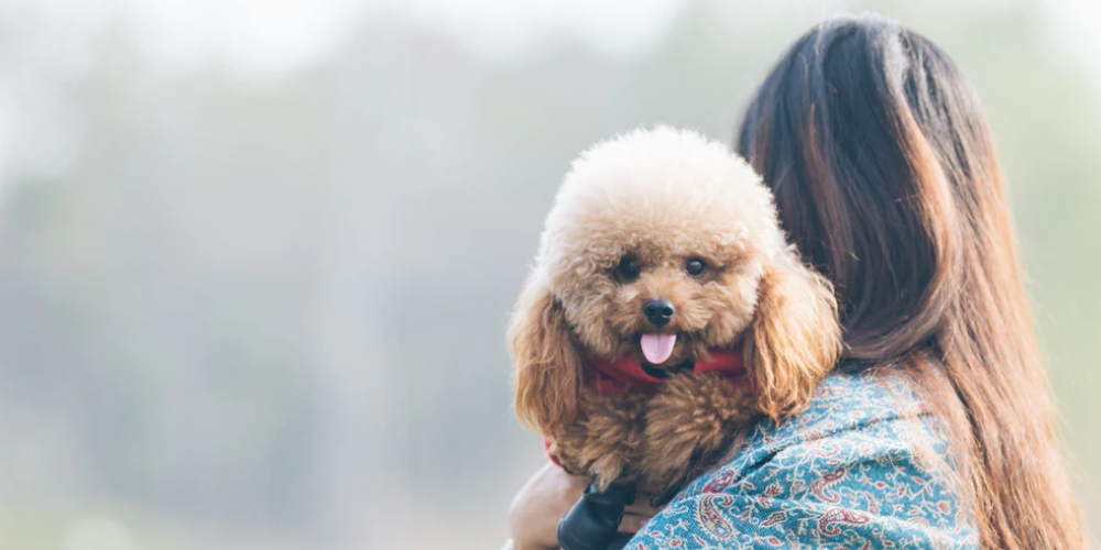 강아지가 안절부절 하는 이유 5