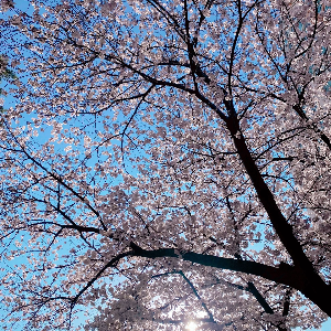 여의도 봄꽃축제