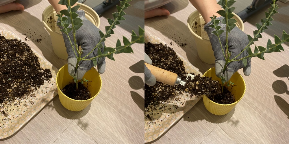 삼각잎아카시아 분갈이