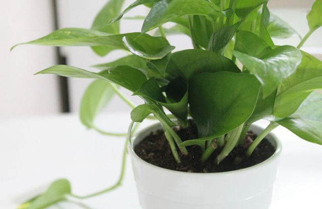 욕실인테리어 공기정화식물 스킨답서스