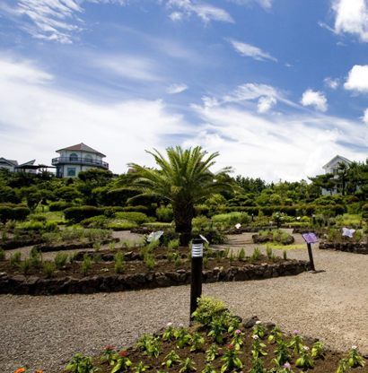 보롬왓 대파축제 2025