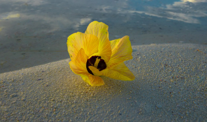 시 낙화의 이미지