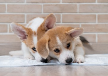 개에게 화장실을 익히게 하는 '5가지 방법'