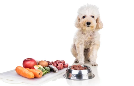 dog vomiting/출처:어도비스톡