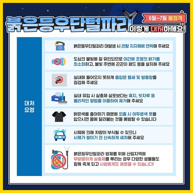 러브버그 피하는 법 & 대처 방법